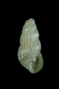 Chrysallida&nbsp;penchynati